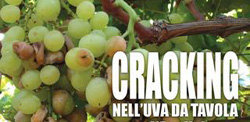 cracking uva